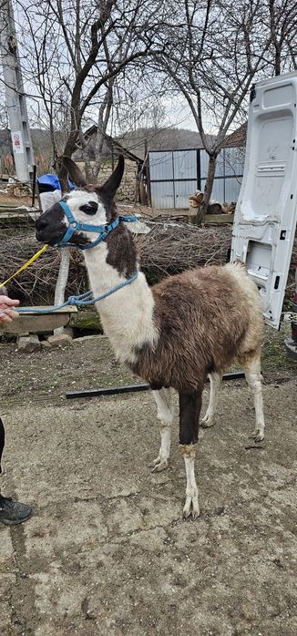 Lama mascul dominant foarte frumos