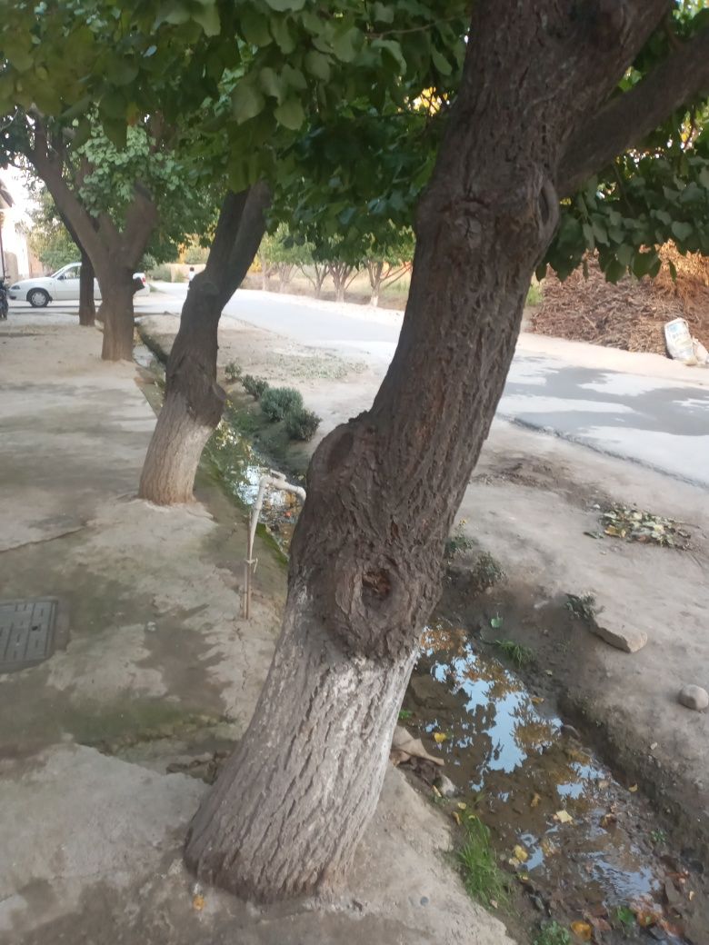 Orik otin 27 tup sotiladi