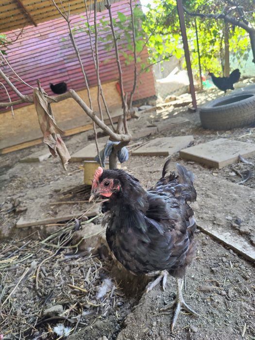 Vând găini Australorp 100 ron