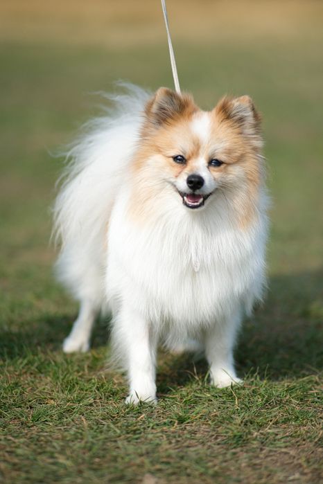 Вязка малый немецкий шпиц окраса мерле