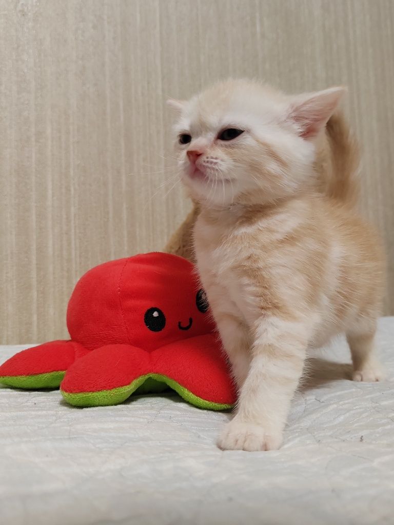 Шотландские Вислоухие Скоттиш Страйд котята от правильной вязки!