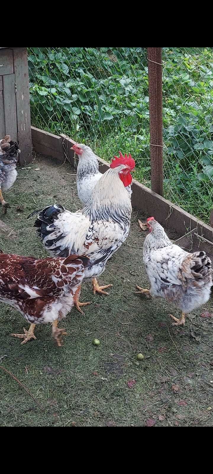Vand oua de gaini wyandotte splash,aurii,Sussex si dela gaini Belgiene