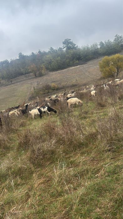 40 de capre de tăiere