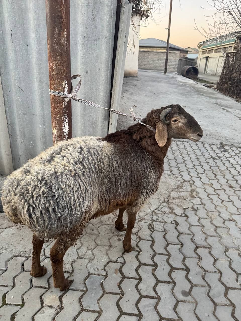Qoychqor qoyla bor