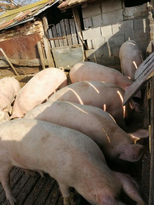 Прасета за клане