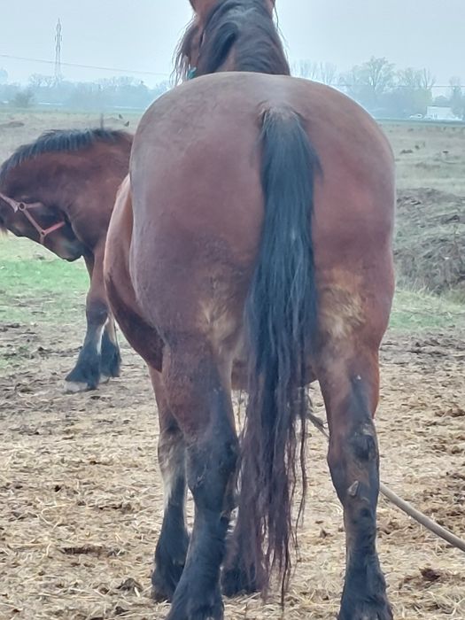 Vand o pereche de iepe murgi cu manza de 6 luni