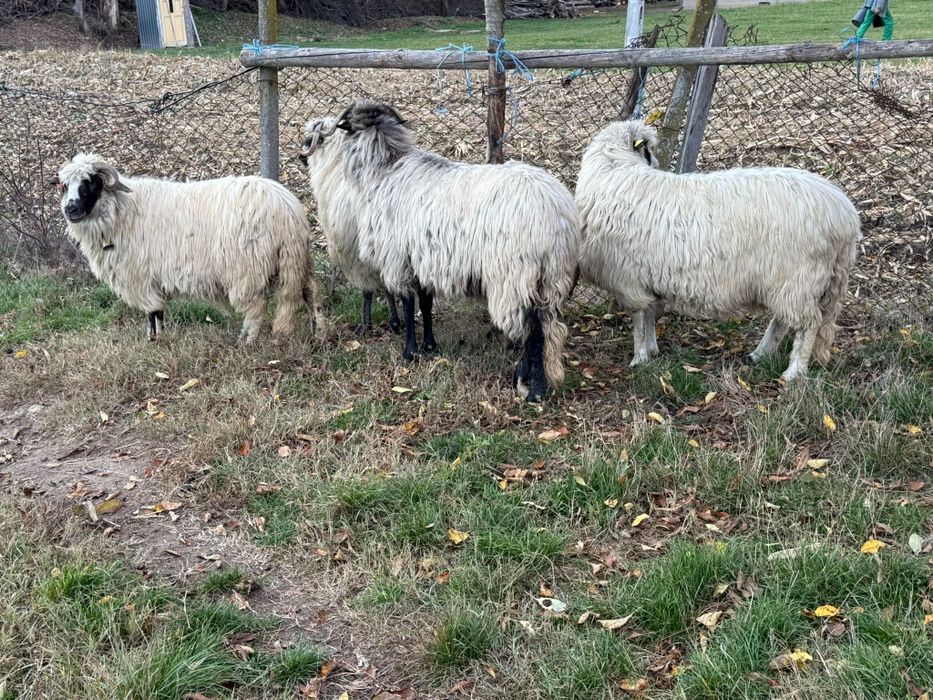 De vânzare oi tinere