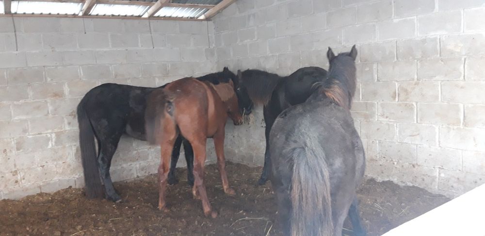 Продам лошадей молодняк полтарашки