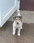 Fetita fox-terrier