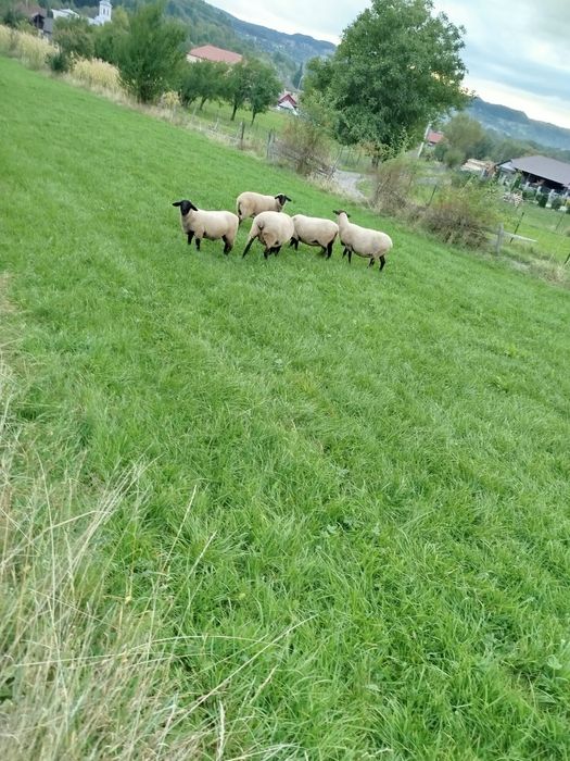 Vand 3 oi un berbecuț si o mieluță de anul acesta
