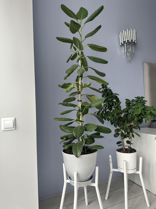 Фикус бенгальский, в керамическом горшке