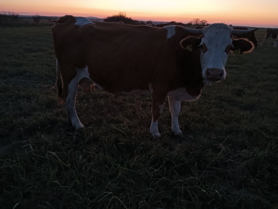 Vând vaca gestanta montantă artificial cu Belgian gestanta în luna a 7