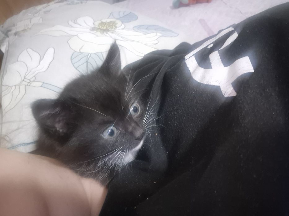 Котёнок маленький в добрые руки