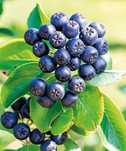 Fructe aronia bio.