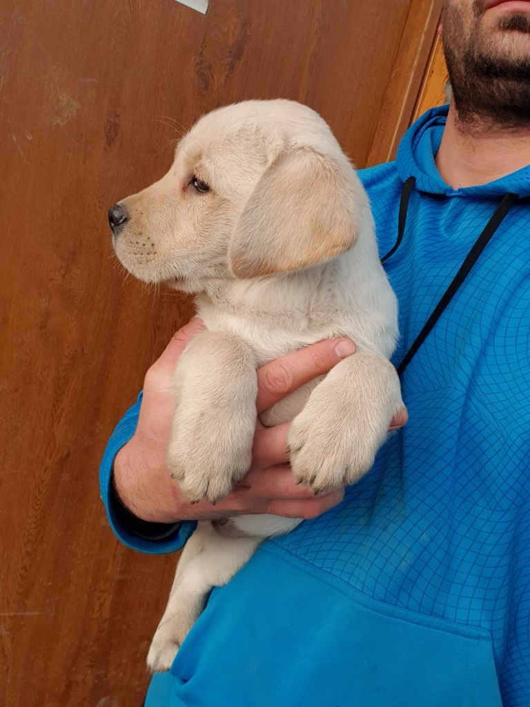 Labrador retriver