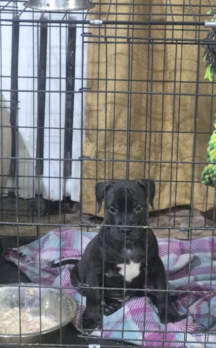 Щенок питбультерьера