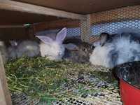 Заек - зайци домашни