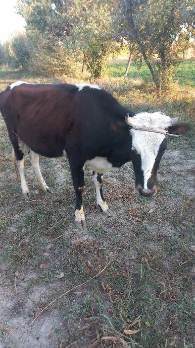 Гуножин сотилади 4 ойлик бугоз