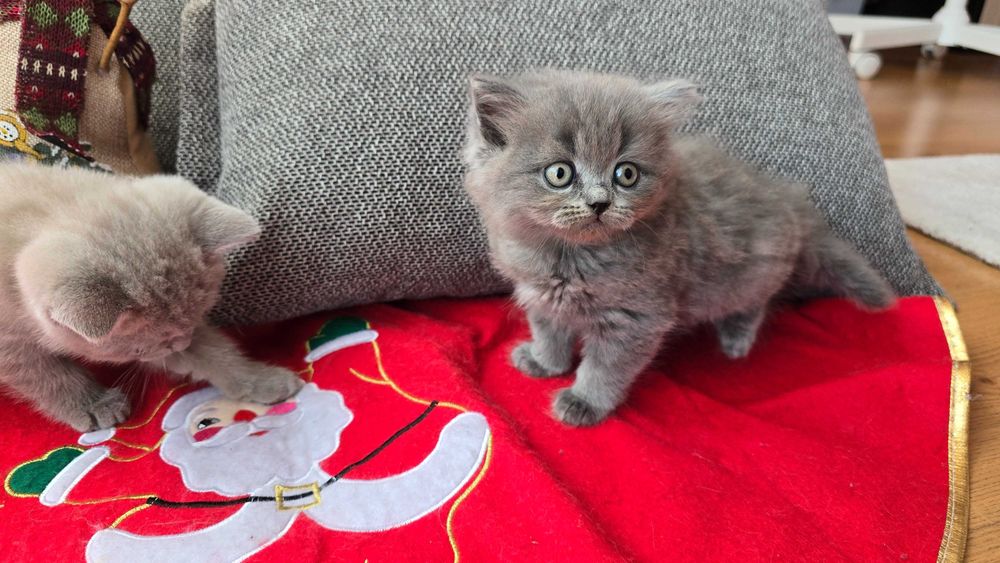 Британски късокосмести котета