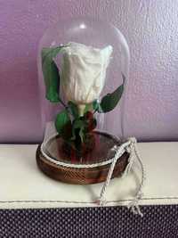 бяла роза в стъкленица