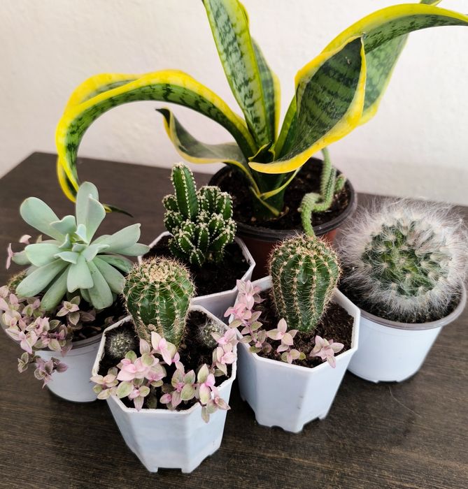 Суккуленты разные недорого продам