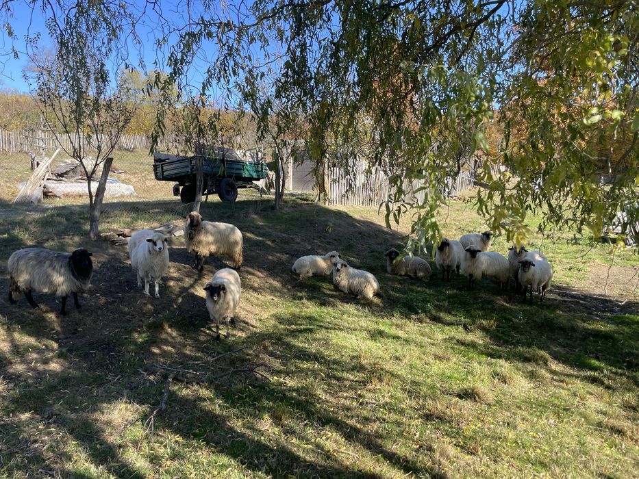 Anunț de vânzare – oi metiș carabașa + berbec