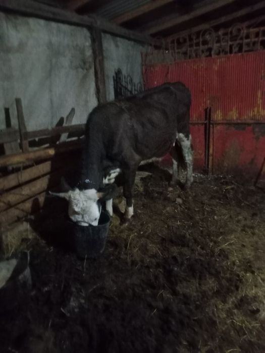 Vand o juninca de 3 ani