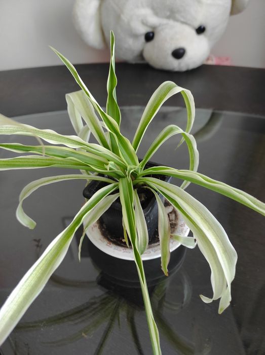 Vând diverse plante preturi încăpând de la 10 Ron cele mici