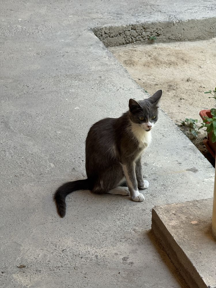 Кошка и котята в добрые руки