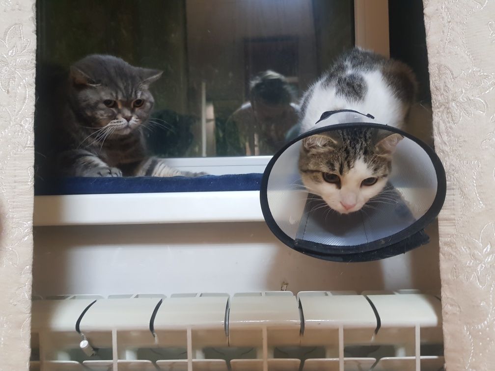 Котик ищет дом кастрирован