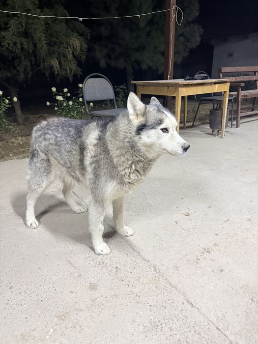 Собака хаски 2 года