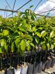 Mango avocado pomi lamai citrice