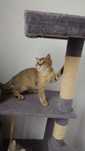 British shorthair cu pedigree golden chinchilla