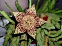 Стайни цветя - Stapelia, Epipremnum, Peperomia, Begonia
