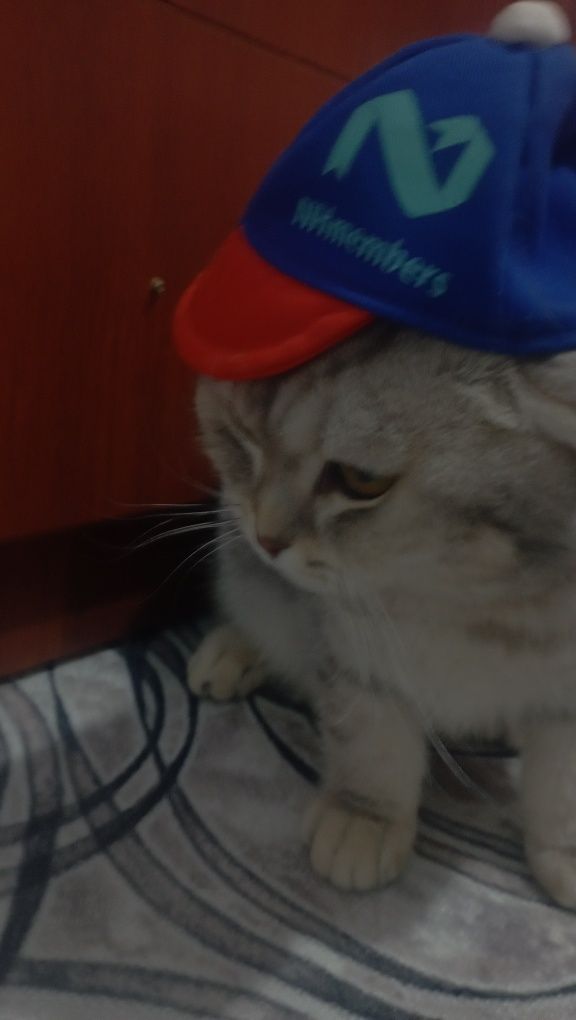 Продаются котик 1 годик