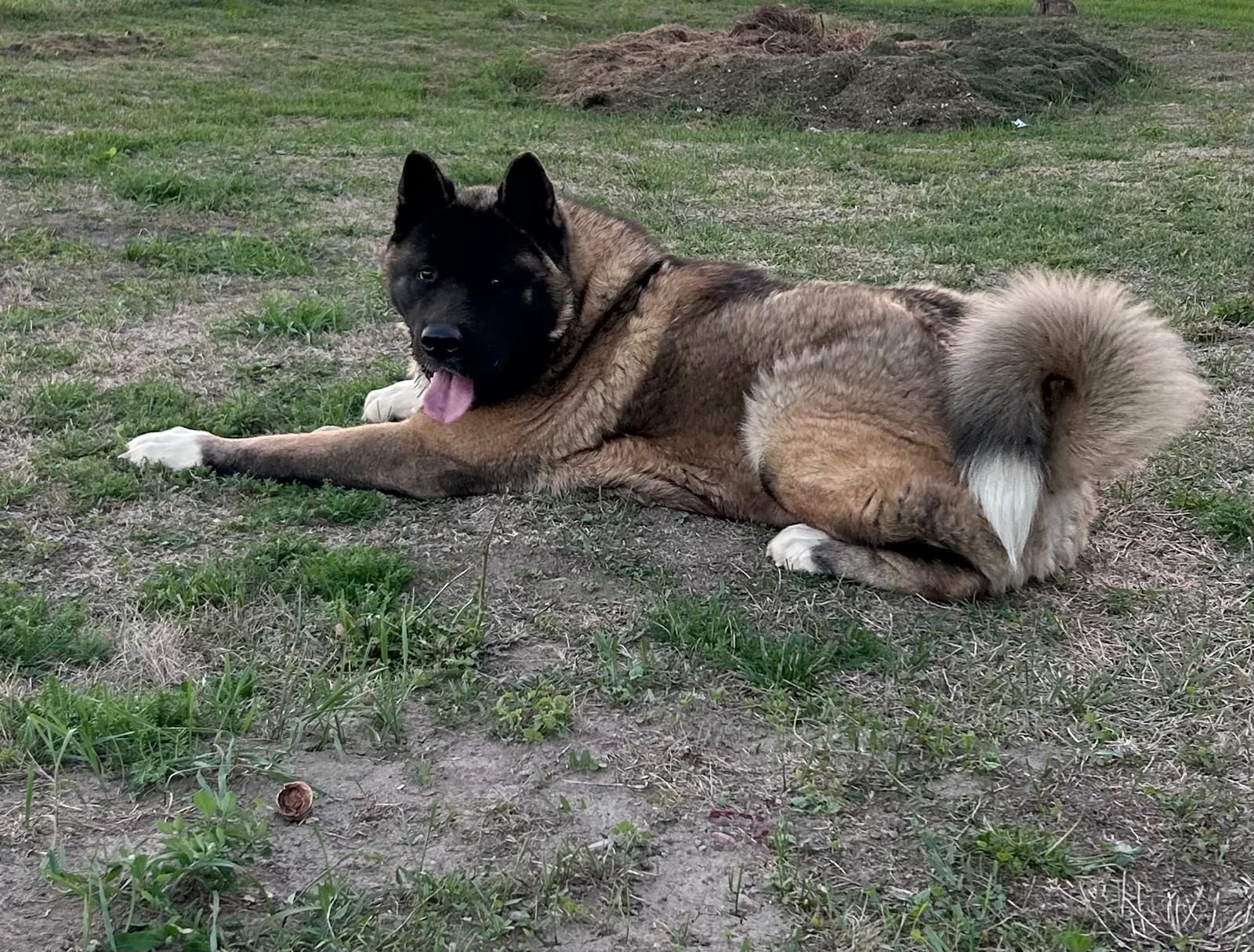 Mascul Akita American