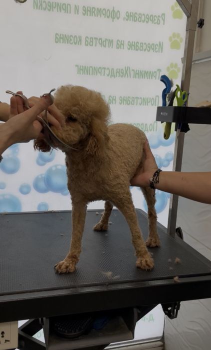 Предлагаме ТОП Мини Пудел