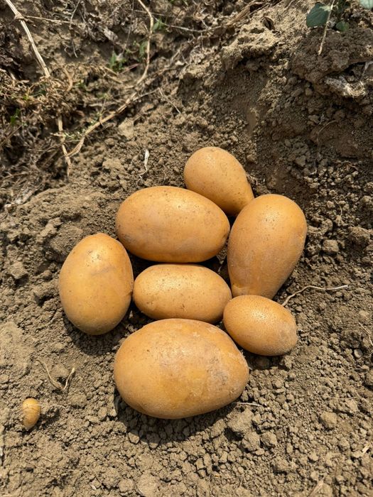 Cartofi consum carera fabula