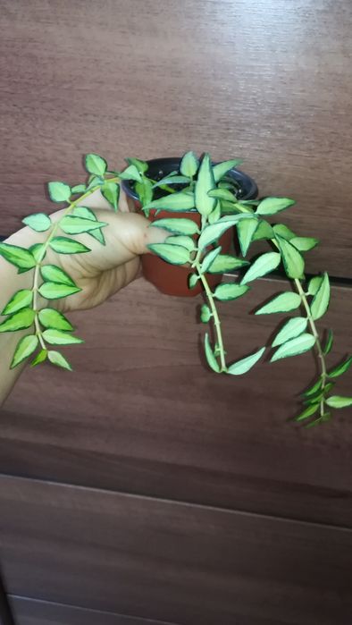 Хойя Белла Луис Буис
