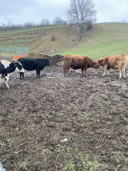 Vand vitei de tinut sau taiat