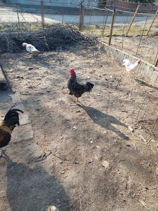 Cocosi de rasa mixta