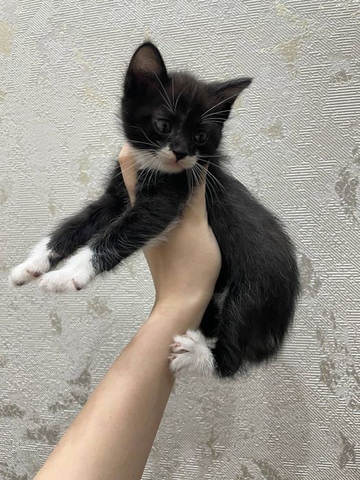 Кошки домашние Мать и дети