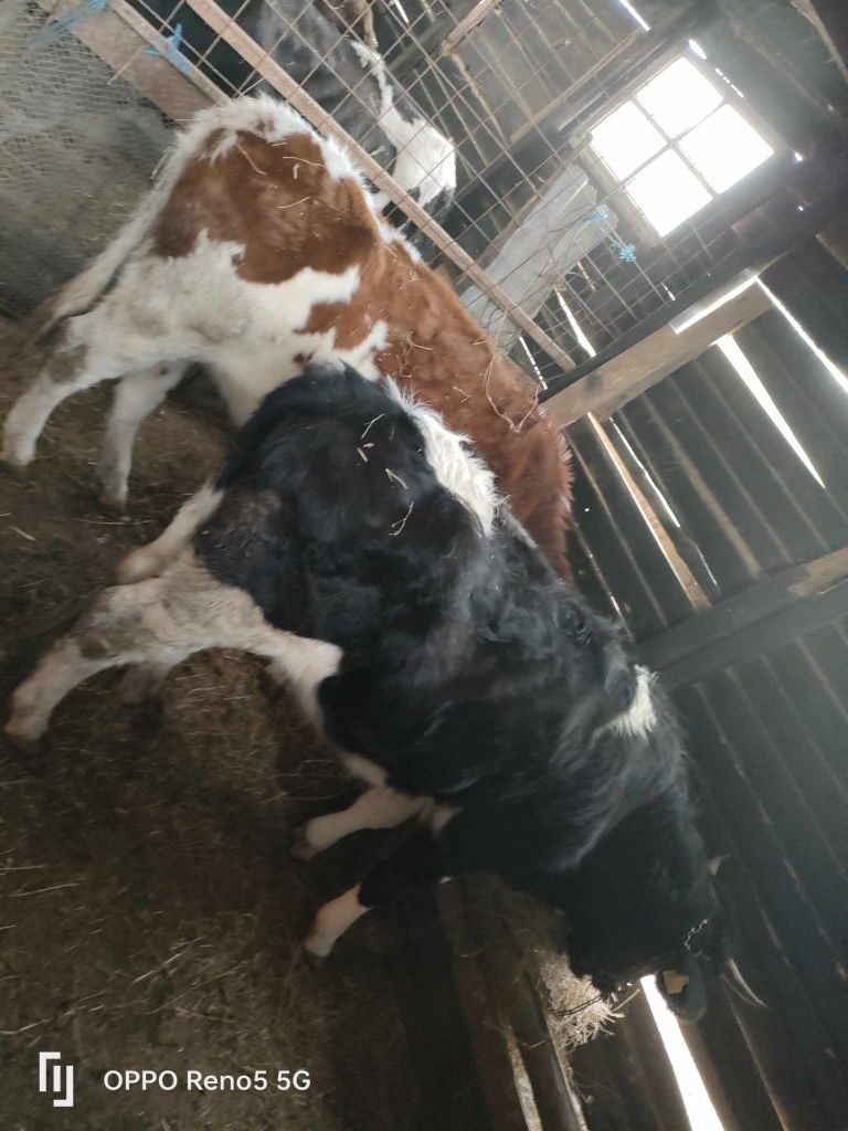 2 vitele baltate românești