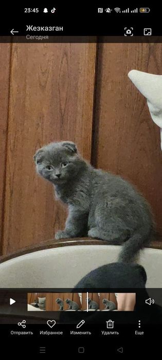 Шотландский вислоушки котик