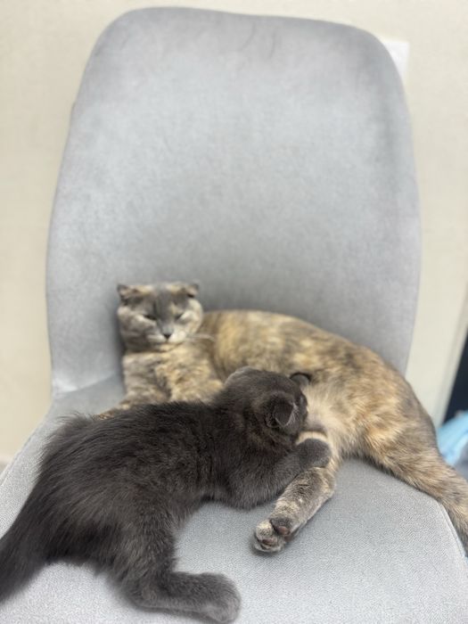 Продаются кошки пародистые