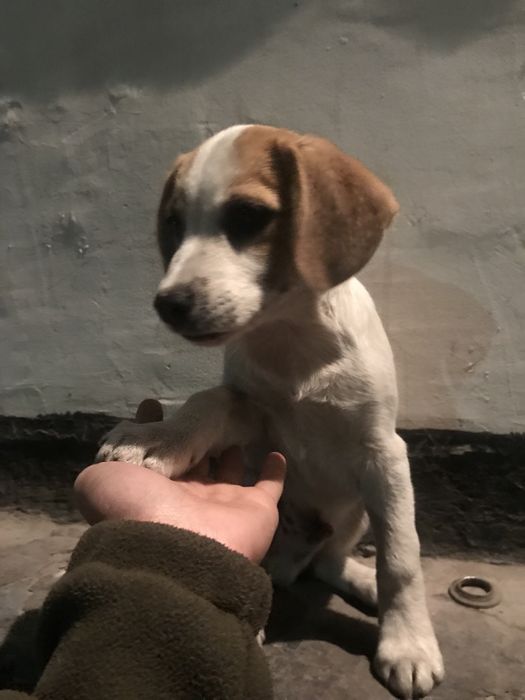 Продам щенка бигль