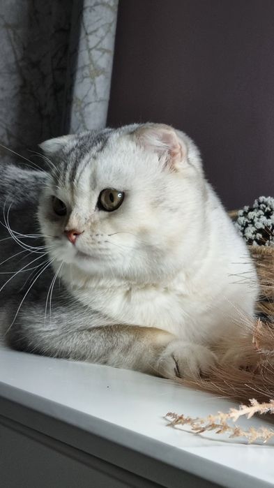 кот для вязки британский шиншила