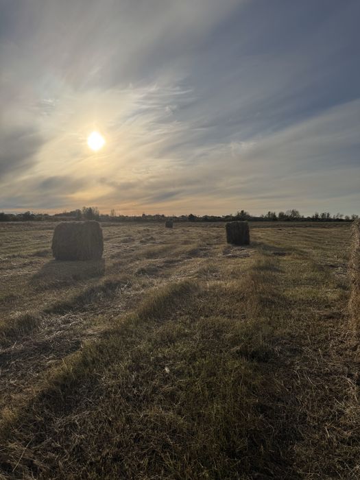 Сено рулон 300-350кг