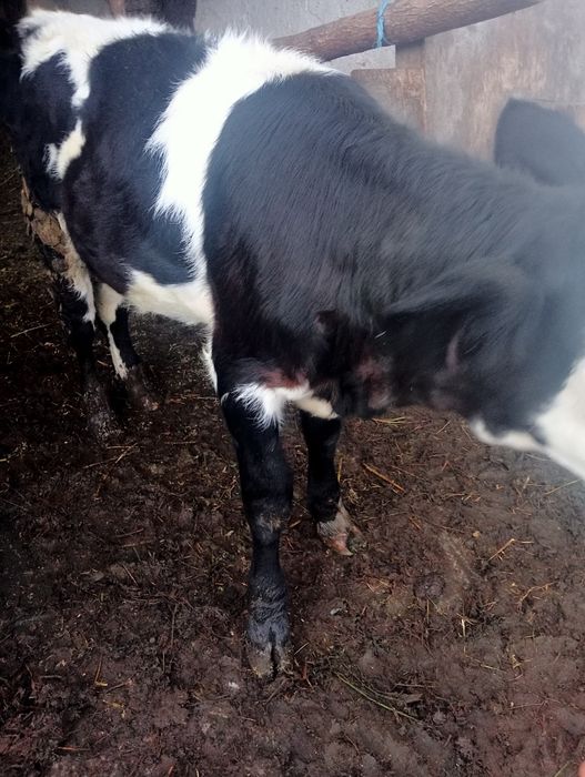 Vițea de vânzare înțărcată