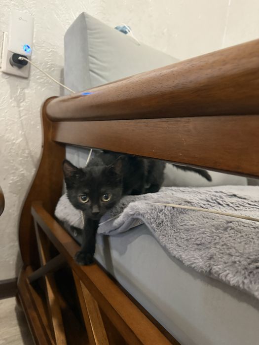 Котята Отдам в добрые руки